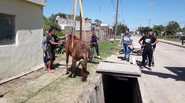 Rescatan un caballo que se cayó en un desagüe municipal destapado