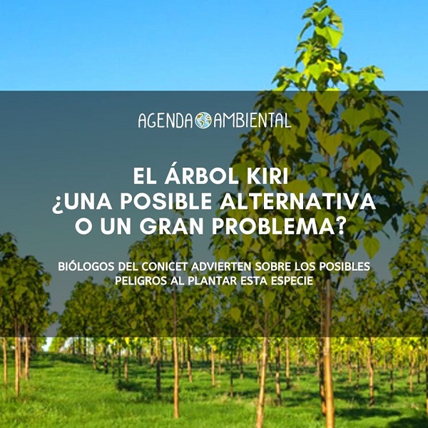 Plantar especies autóctonas es mas beneficioso. El Kiri ¿Una posible alternativa o un gran problema?