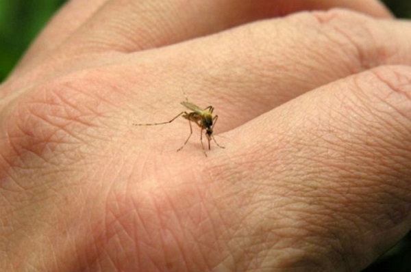 Se incrementaron los casos de dengue en la Provincia de Córdoba- Una persona fallecida.