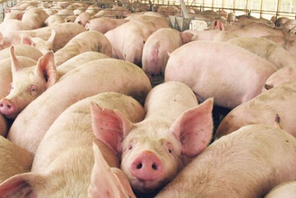 La provincia de Córdoba acordó exportación de cerdos a China