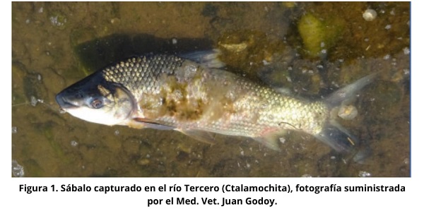 Fundación Río Ctalamochita presentó un Informe preliminar por la aparición de peces enfermos y muertos en diferentes sitios del río.
