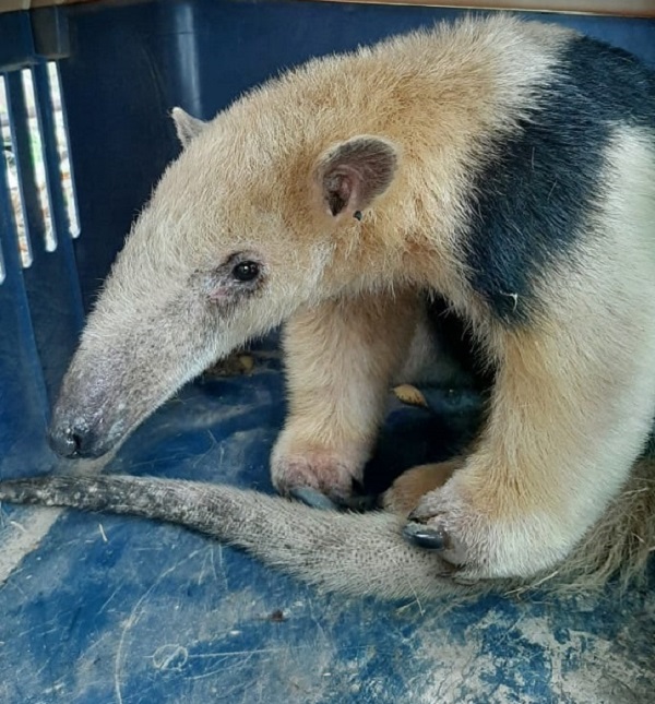 Rescatan un Oso melero en la zona rural de Bell Ville.