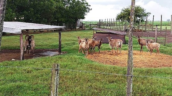 Secuestran más de 60 animales de fauna exótica al este de la zona rural de Bell Ville,