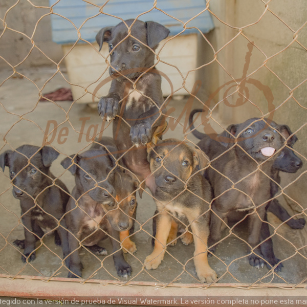 Bell Ville: Solicitan al Intendente Briner, mas control reproductivo y sanitario de los animales urbanos.
