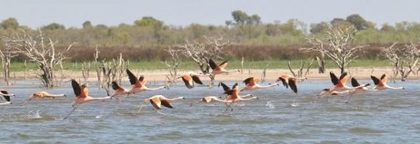 Mar de Ansenuza: el humedal más grande de Sudamérica, a un paso de ser Parque y Reserva Nacional.