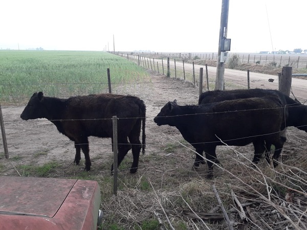 Bell Ville: dos personas detenidas por robo de vacas.
