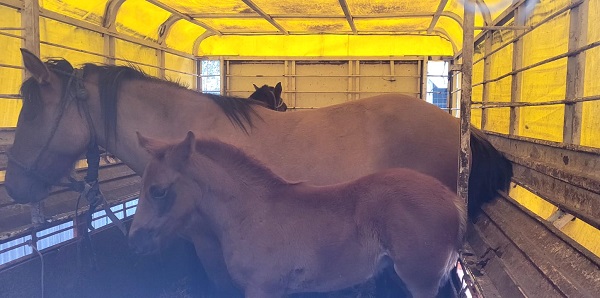Bell Ville: un promedio de ocho caballos al mes se llevan secuestrados en el último año.