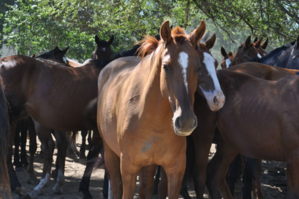 Se confirmó el primer fallecimiento por encefalitis equina en el departamento Unión.