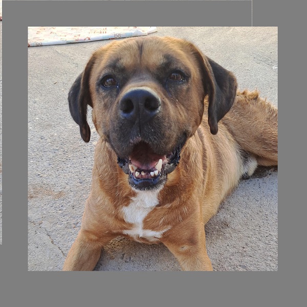 Tronco: Un Perro Luchador que enfrentó la adversidad.