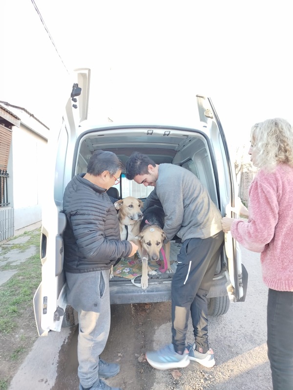 Exitosa jornada de castración en Barrio Jardín: atendieron a diez mascotas
